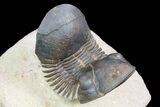 Paralejurus Trilobite Fossil - Foum Zguid, Morocco #74876-7